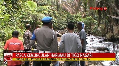 Pasca Kemunculan Harimau Di Tigo Nagari Pasaman BKSDA Pasang Perangkap