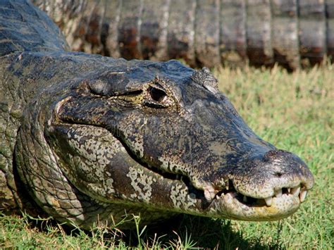 Pantanal Caiman stock photo. Image of wild, mato, caiman - 7180102