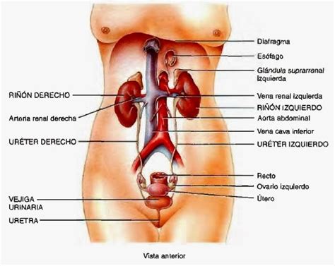 Biologia Humana SISTEMA URINARIO