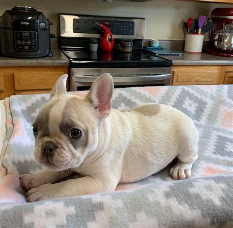 Fat Face Frenchies | Puppies - French Bulldog Puppies for sale in Ohio