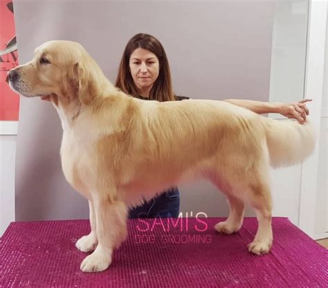 Puedes Cortarle El Pelo A Un Golden Retriever