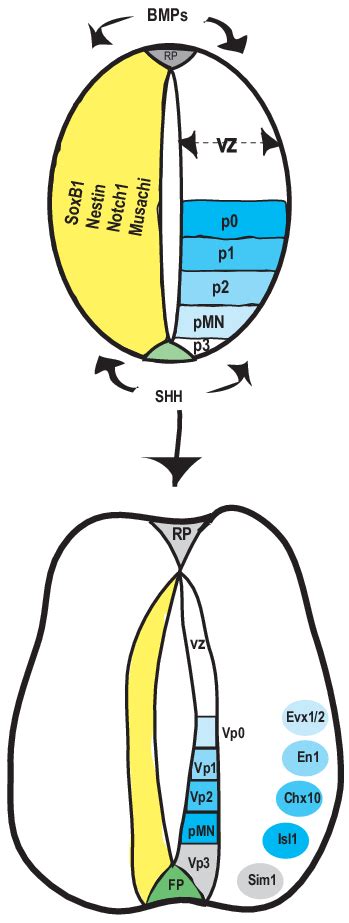 Regionalization Of The Vertebrate Spinal Cord A Schematic