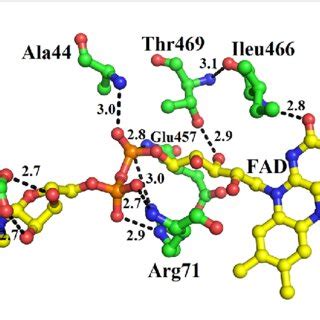 FAD Binding Amino Acid Residues Of SV LAAO The FAD Is Shown As