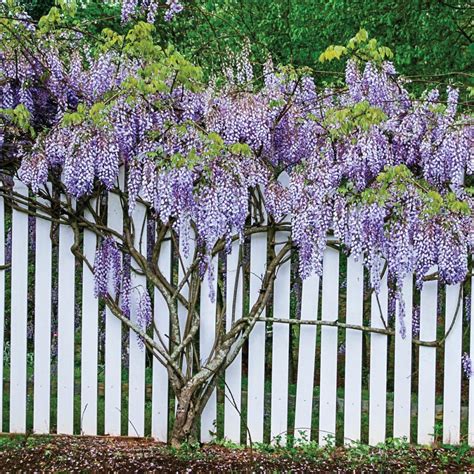 Wisteria
