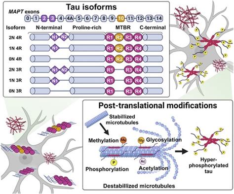 Full Article Potent Of Strategic Approaches For Tauopathies Ranging