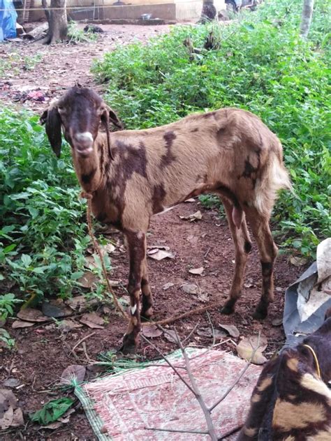 Sirohi Goat At Rs 385kg Palakkad Id 22707218730