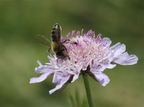 Polénisation Plants Animals Garden