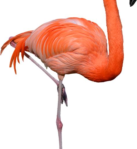 Standing Flamingo Png Clipart Hd Wallpaper Download Flamingo Png 1600x1200 Png Clipart