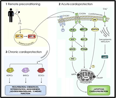 The Sdf Cxcr Signalling Axis Remote Preconditioning May Enable Both