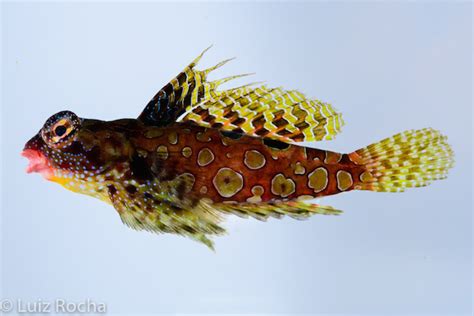 DeJong Marinelife Successfully Breed the Circled Dragonet | DFWMAS