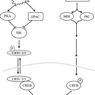 PDF Dual Role Of CREB In The Regulation Of VSMC Proliferation Mode