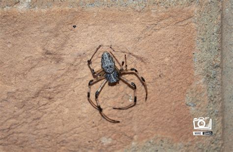 African Hermit Spider From Piracicaba SP Brasil On May 7 2022 At 08