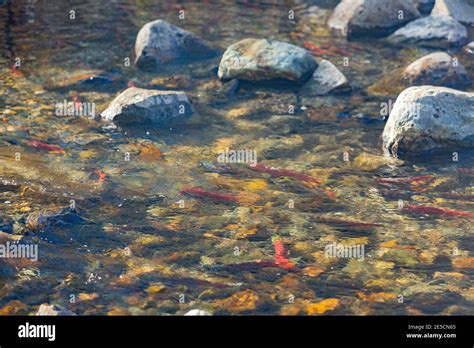 Salmon Migration In Lake Tahoe At Nevada Usa Stock Photo Alamy