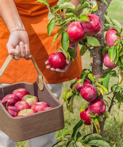 10 Best Trees To Grow In Pots — For Patios And Porches Real Homes