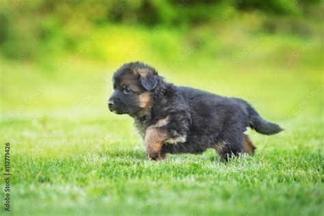 German shepherd puppy walking outdoors in summer Stock Photo | Adobe Stock