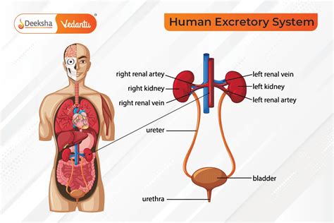 human  plant excretion processes class  science