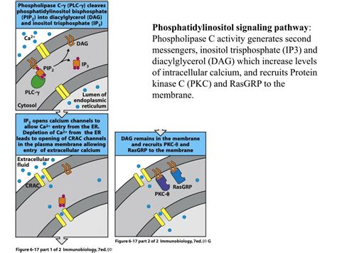 Ppt Lymphocyte Activation Receptor Signal Transduction David Straus