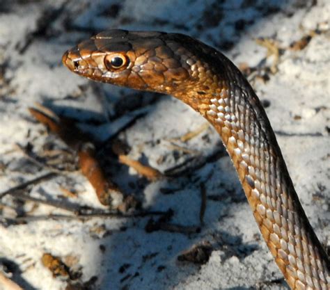 5 Fastest Snakes In The World A Journey Into The Swift Serpent World