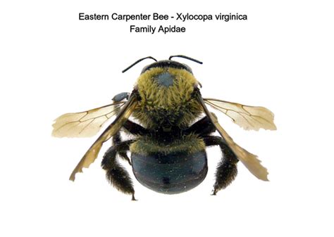 Eastern Carpenter Bee