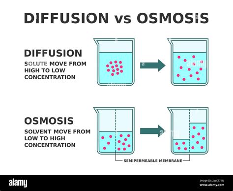 Difusi N Vs Smosis Proceso De Transporte De Soluciones La Difusi N