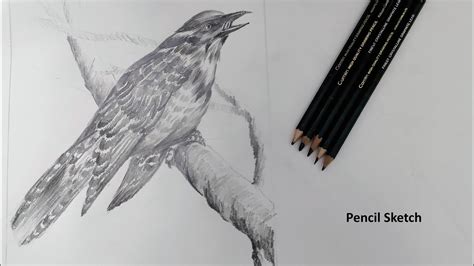 Simple Bird Pencil Sketch Drawing Easy Pencil Sketch And Shading