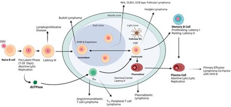 Cancers Free Full Text EBV DUTPase A Novel Modulator Of