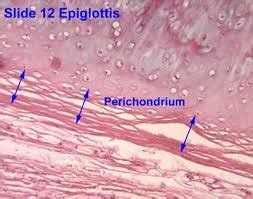 Histology Perichondrium At Periphery Of Elastic Cartilage Of