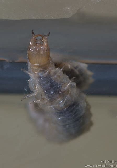 Hydrophilidae Larvae