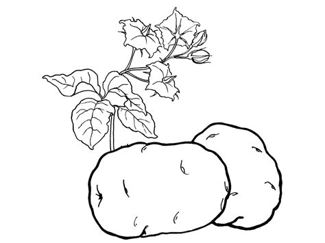 Potatoes Coloring Pages To Download And Print For Free