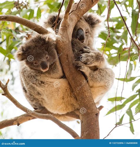 Koala On Kangaroo Island Royalty-Free Stock Image | CartoonDealer.com ...