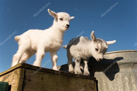 Pictures: baby pygmy goat | A baby pygmy goat. — Stock Photo © jctabb ...