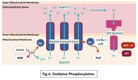 Oxidative Phosphorylation And Chemiosmosis A Level Biology Study Mind