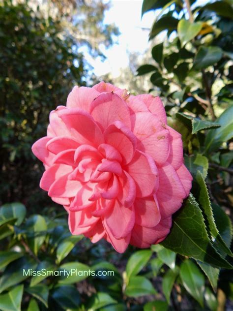Formal Double Form Camellias Miss Smarty Plants