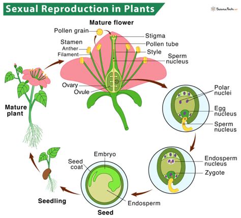 Reproduction in Plants: Description, Types, and Diagram