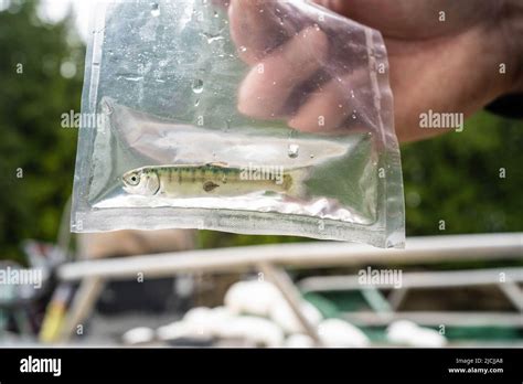 Salmone Di Pidocchi Di Mare Immagini E Fotografie Stock Ad Alta