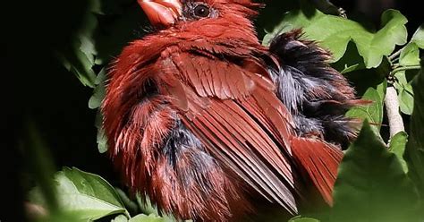 A Perennial Favorite Among People The Northern Cardinal Is The State Bird Of Seven States