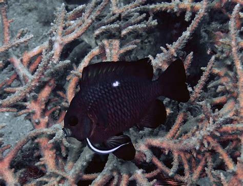 Premium Photo Three Spot Domino Damselfish Dascyllus Trimaculatus In