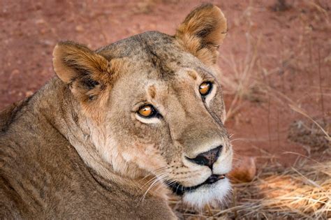 Kenya Scheda Paese Cesmet Clinica Del Viaggiatore