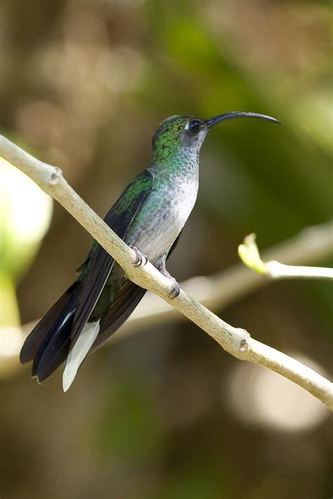 Violet Sabrewing Campylopterus Hemileucurus 1 020913 Flickr