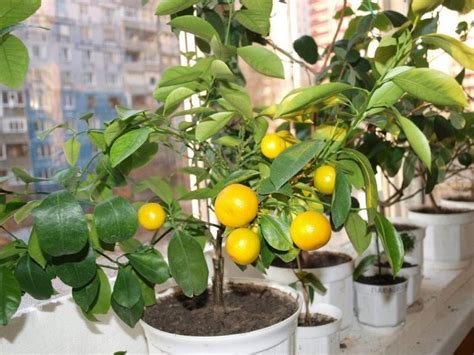 Calamondin (26 снимки): citrofortunella и домашни грижи, цитрусови ...