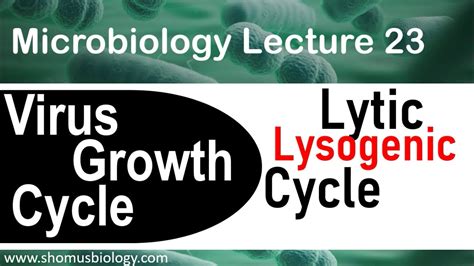 Lytic Vs Lysogenic Cycle Venn Diagram