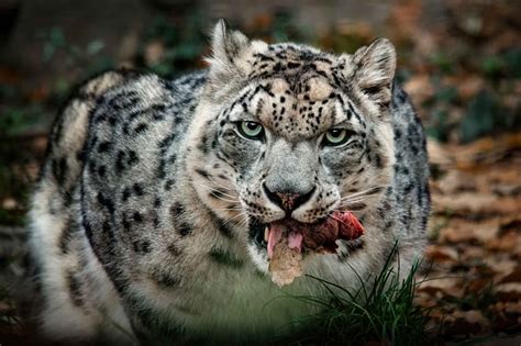 18 Wildest Apex Predators: World's Top Predator Species