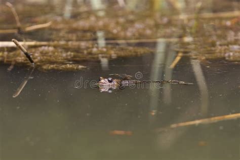 Common Toad European Toad Or A Toad Bufo Bufo Floating In The Water