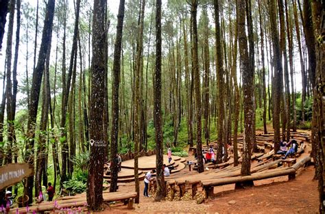 Hutan Pinus Mangunan Bantul Yang Mendunia Solo Traveler