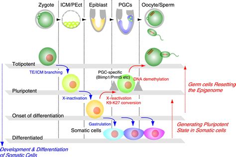 Resetting The Epigenome Beyond Pluripotency In The Germline Cell Stem Cell