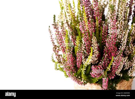 Heather Calluna Vulgaris Or Erica Gracilis Close Up Multi Colored