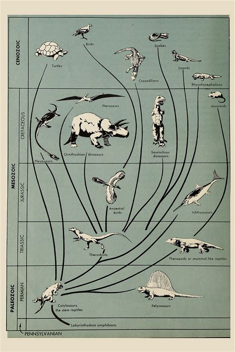 Dinosaur Evolution Chart