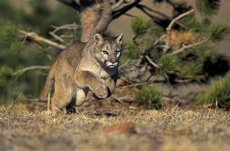 Mojave Desert - A-Z Animals