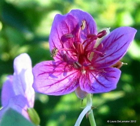 Geranium Soboliferum Starman Geraniums Hardy Geranium Growing Geraniums