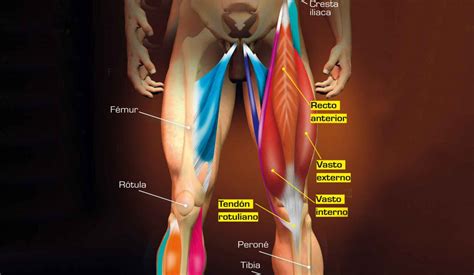 Anatom A De Los M Sculos De La Rodilla Conoce Sus Or Genes Funciones